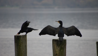 Ärgernis am Bodensee: Er frisst den Fischern die Fische weg