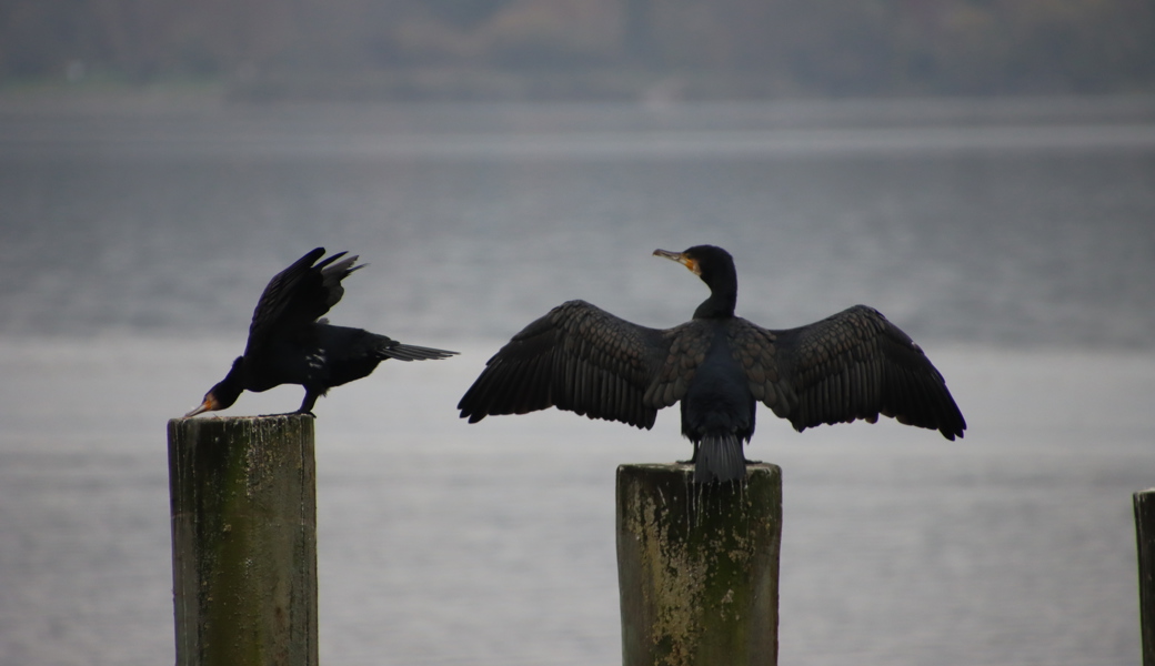 Da der Kormoran bis zu 500 Gramm Fisch am Tag isst, bereitet er den Berufsfischern am Bodensee Sorgen.