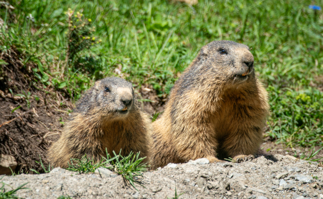 Das Erwachen der Murmeltiere: Fertig Winterschlaf – ab an die Sonne