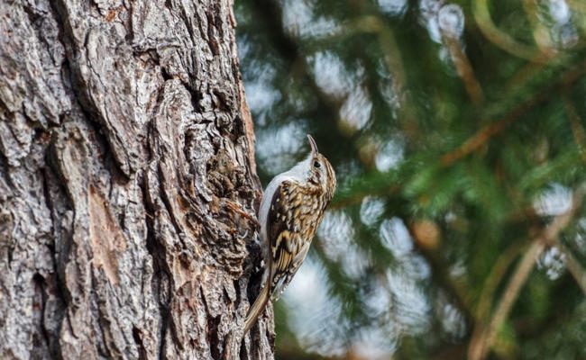 Naturbeobachtungen: Ein verlängerter Herbst zeigt sich im November