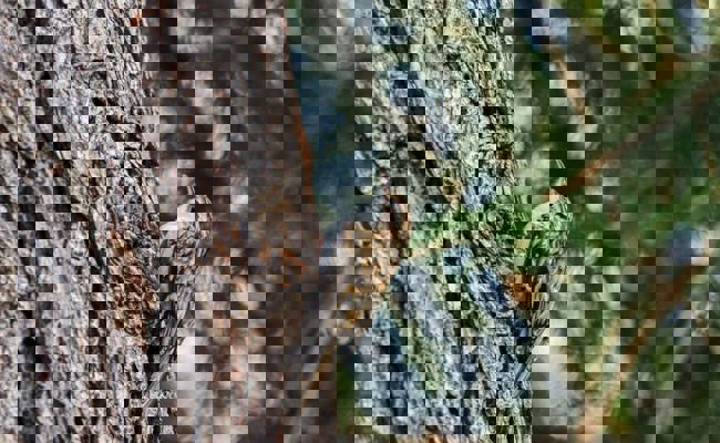 Naturbeobachtungen: Ein verlängerter Herbst zeigt sich im November