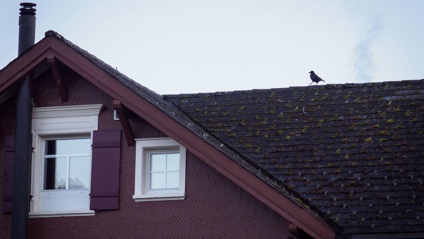  Eine Krähe auf einem Dach in Dicken, Gemeinde Nesslau-Neu St.Johann. 