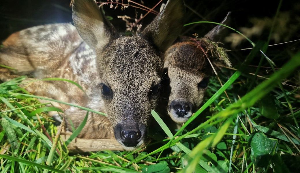 Rehkitze verstecken sich im hohen Gras – eine Todesfalle, wenn die Wiese gemäht werden soll.