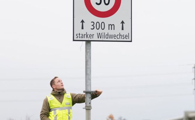 «Vorsichtig fahren oder gleich ganz bremsen» : Wildhüter Sepp Koller warnt vor Wildwechsel