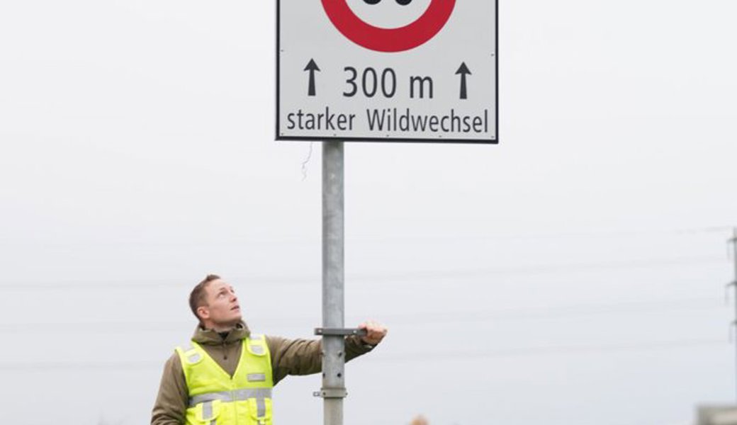 «Vorsichtig fahren oder gleich ganz bremsen» : Wildhüter Sepp Koller warnt vor Wildwechsel