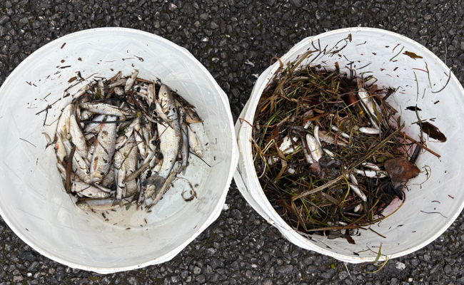 Tote Fische in Bach – die Ursache ist unklar
