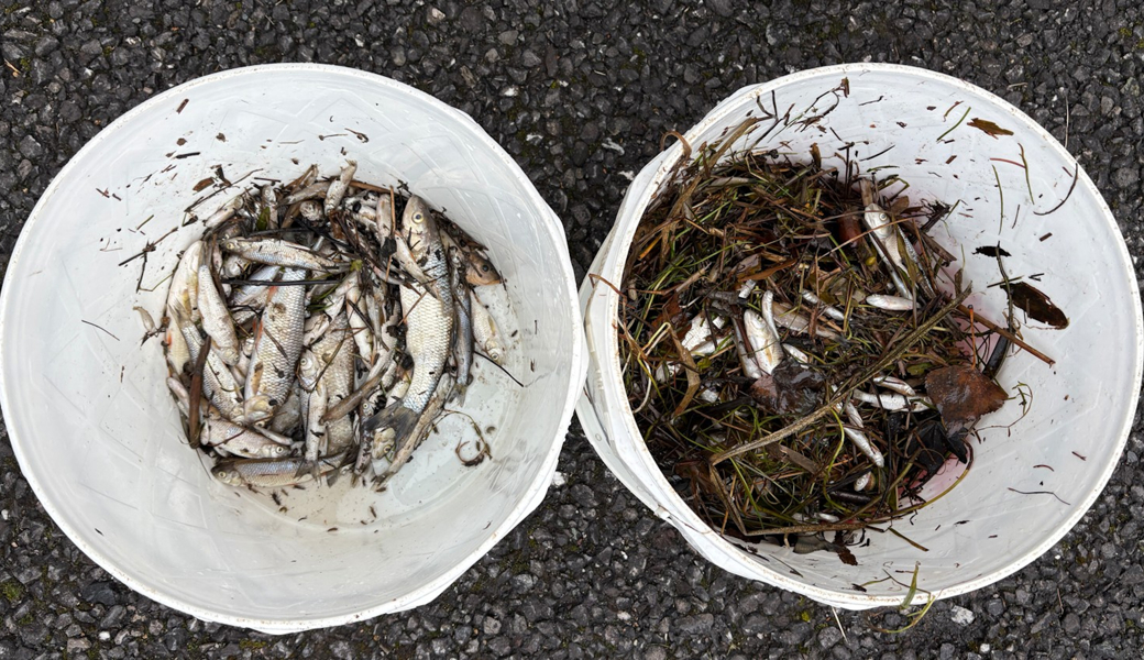 Warum die Fische starben, ist unklar. 