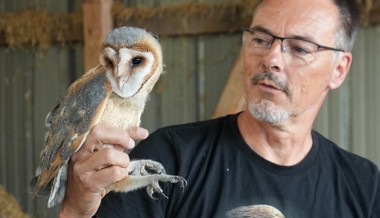 Trotz Bruterfolgen noch selten: Vier junge Schleiereulen beringt