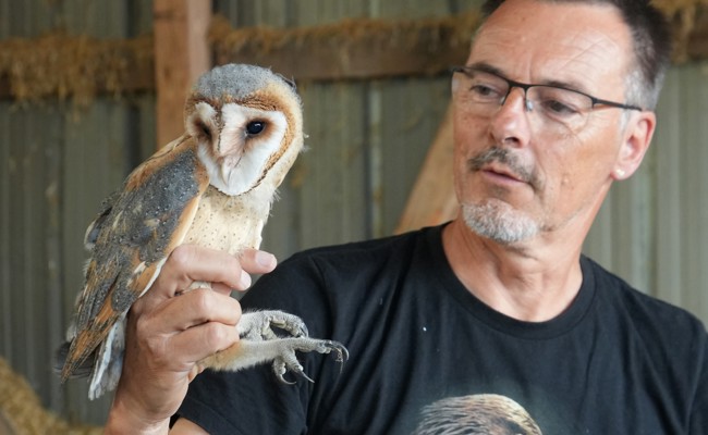Trotz Bruterfolgen noch selten: Vier junge Schleiereulen beringt