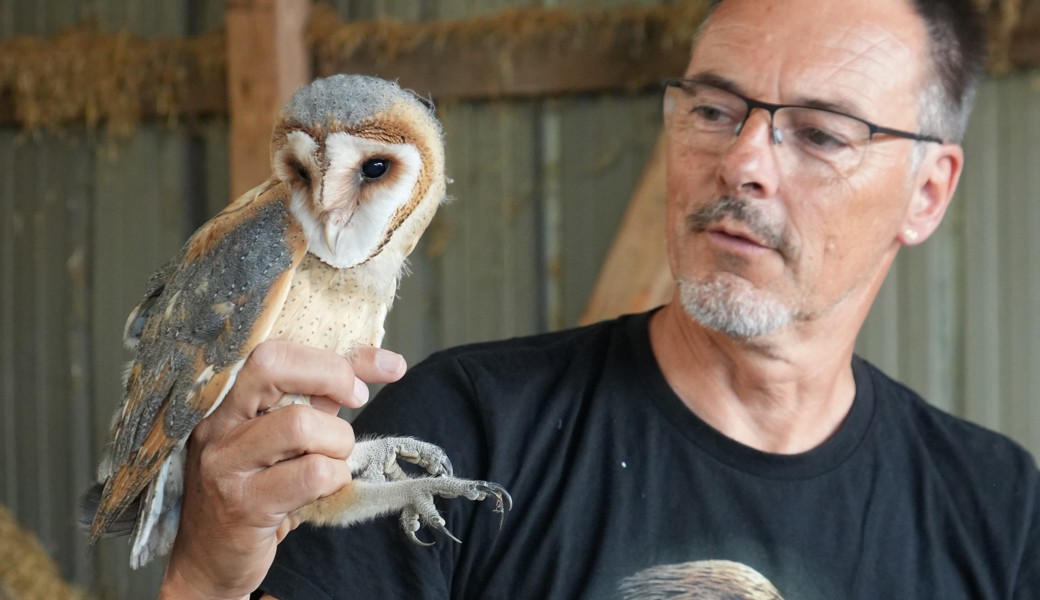 Roland Bruderer zeigt den ältesten der vier Schleiereulennestlinge auf dem Eichhof in Balgach.