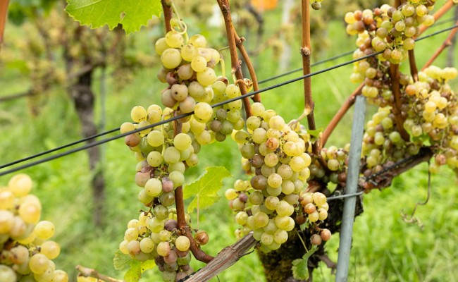 Weinlese im Kanton St.Gallen: Früh, aber nicht so früh wie im Thurgau