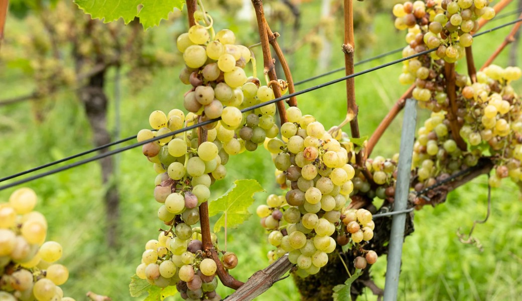 Weinlese im Kanton St.Gallen: Früh, aber nicht so früh wie im Thurgau