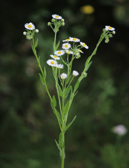  Das Einjährige Berufkraut in voller Blüte. 