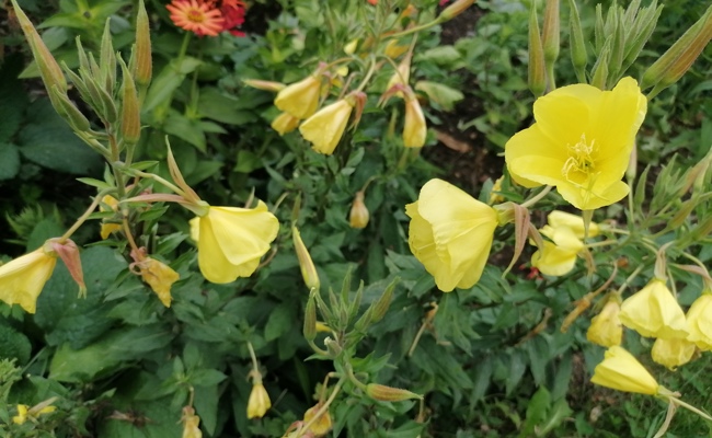 Gartentipp: Schinkenwurzeln sind essbar