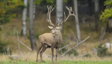 SVP-Kantonsräte sorgen sich um den Erhalt des Schutzwaldes und sind mit der Antwort der Regierung nur teilweise zufrieden