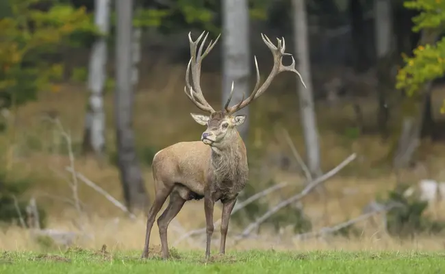 SVP-Kantonsräte sorgen sich um den Erhalt des Schutzwaldes und sind mit der Antwort der Regierung nur teilweise zufrieden