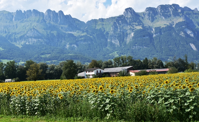 Im Werdenberg summt es: Spektakuläres Honigjahr liegt hinter uns