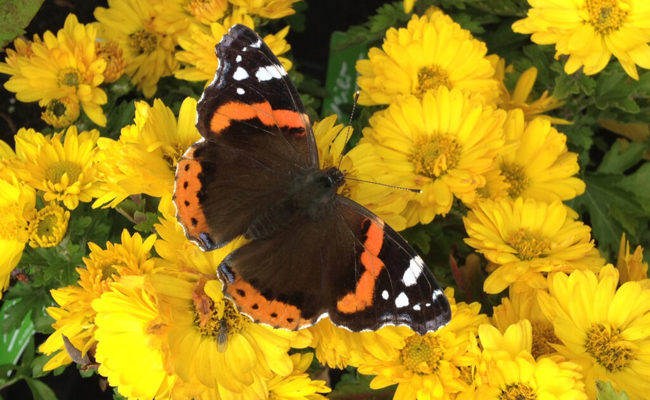 Gartentipp: Nicht nur Vögel legen auf dem Weg in den Süden weite Strecken zurück