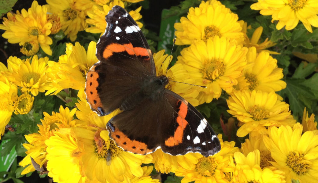  Wanderfalter: Auf ihrer langen Reise benötigen sie Kraftstoff, wie hier Nektar von den letzenden blühenden Winterastern. 
