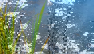 Gemüsebauer gibt nicht auf, obwohl er Gewässer verschmutzte – nun landet der Fall vor Bundesgericht