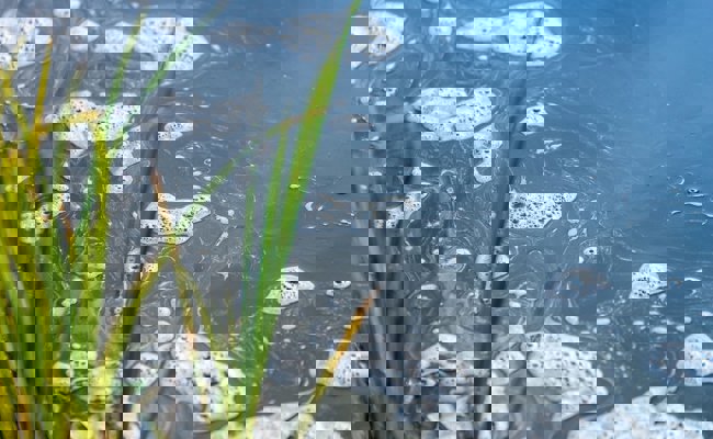 Gemüsebauer gibt nicht auf, obwohl er Gewässer verschmutzte – nun landet der Fall vor Bundesgericht