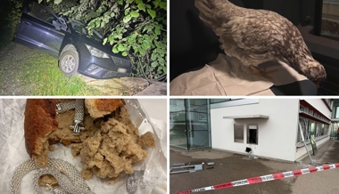 Explosionen, Schmuggel und Hühner-Abenteuer: Diese kuriosen Fälle aus der Ostschweiz treibt die Polizei im Jahr 2025 um