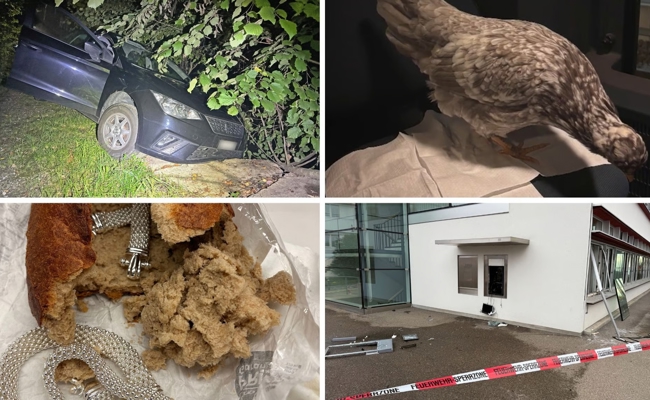 Explosionen, Schmuggel und Hühner-Abenteuer: Diese kuriosen Fälle aus der Ostschweiz treibt die Polizei im Jahr 2025 um