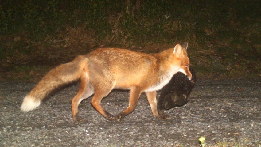  Dieser Rotfuchs trägt vermutlich den Kopf eines Lamms mit sich und läuft vom Siedlungsgebiet zum Wald.