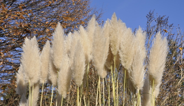 Pampasgras richtig schneiden