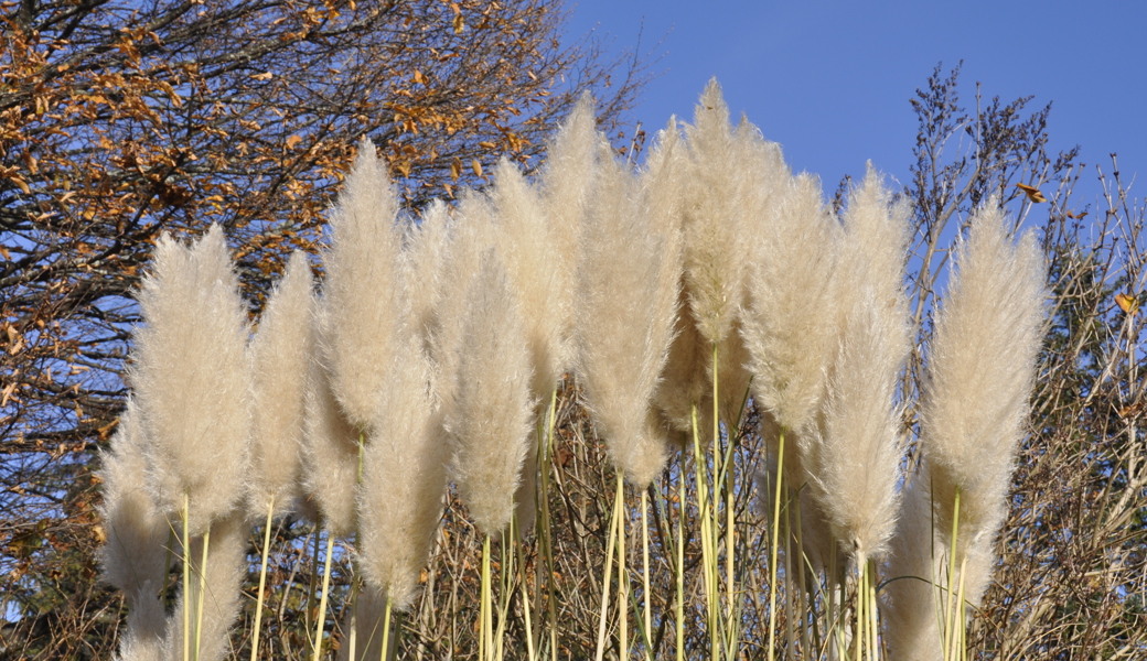 Noch ist das Pampasgras schön anzusehen.