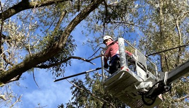Die Mistel – vom Aberglauben zur Arznei