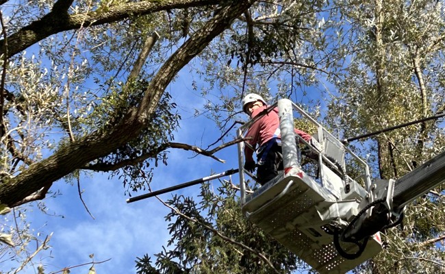 Die Mistel – vom Aberglauben zur Arznei