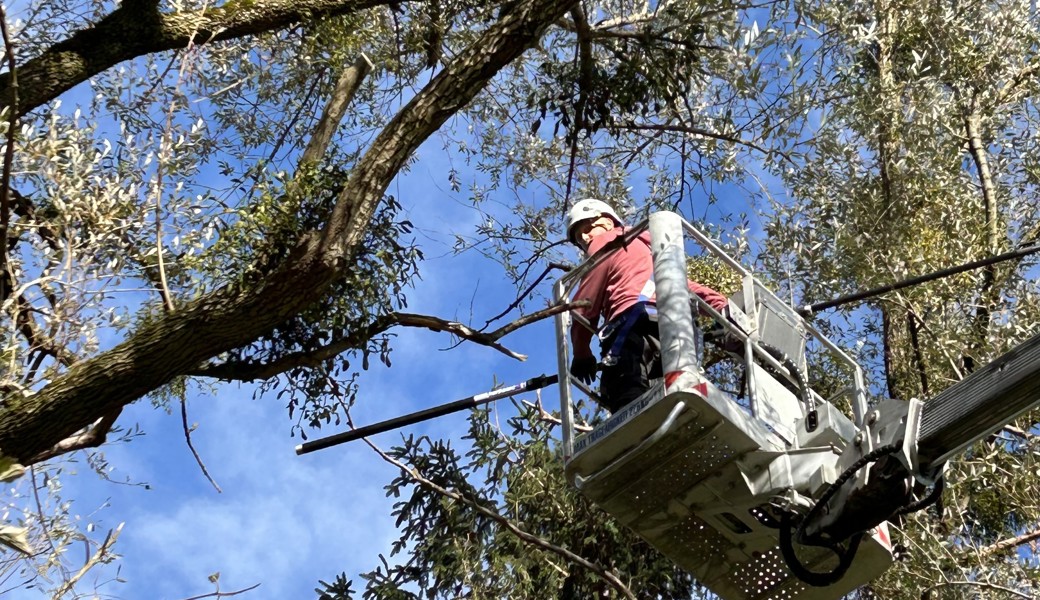 Die Mistel – vom Aberglauben zur Arznei