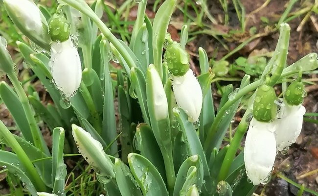 Schneeglöckchen blühen schon, obschon es noch früh ist