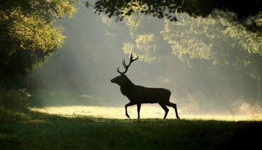 Von wegen freie Wildbahn: Vielerorts sind Wildtierkorridore unterbrochen