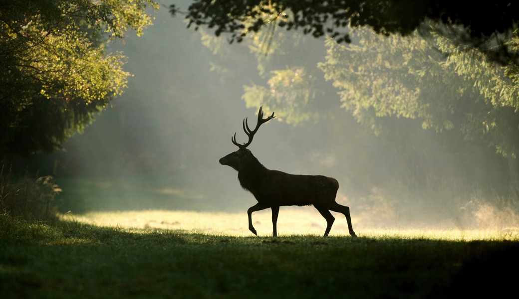 Von wegen freie Wildbahn: Vielerorts sind Wildtierkorridore unterbrochen