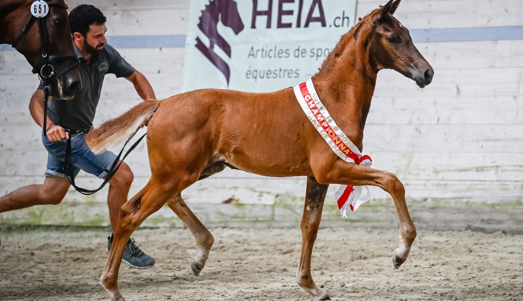 Schweizer Meister in der Sparte Fohlen-Dressur: Alpin's Velvet Noblesse auf der Ehrenrunde, begleitet von Daniel Leuner, Züchter Alpin Dressage Sennwald.