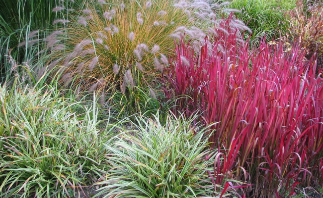 Gartentipp: Nun ist es an der Zeit, die Gräser zu schneiden