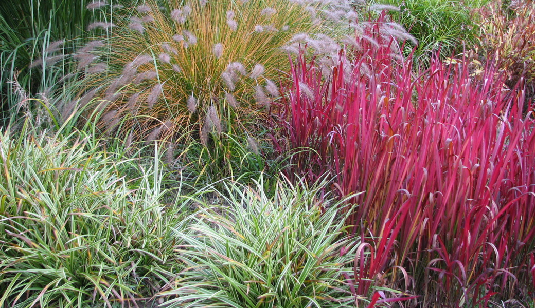 Auch das rote Blutgras wird über den Winter braun und wird jetzt  geschnitten.