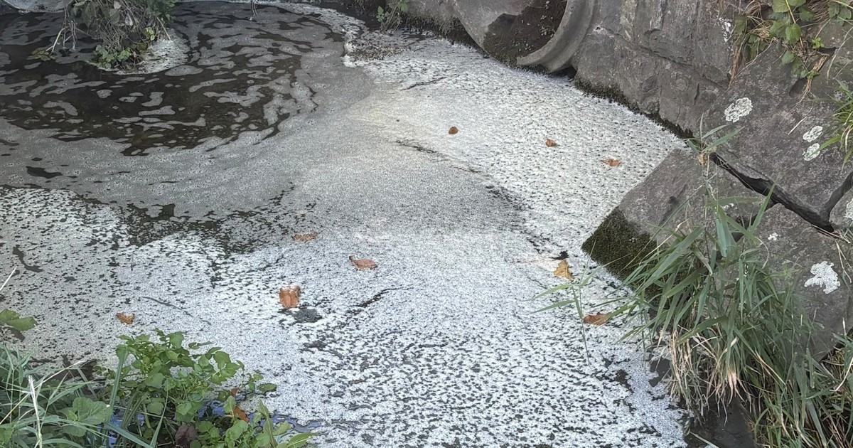 Farbrückstände in Länderenaach: Mehrere tote Fische festgestellt