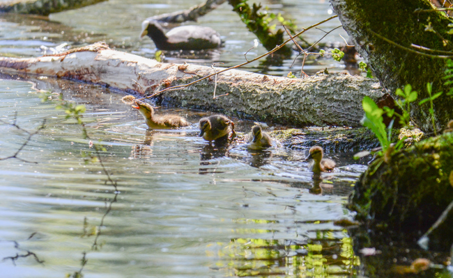 Alle Jahre wieder: Die «Herzschmelzer» sind wieder auf dem Werdenbergersee unterwegs