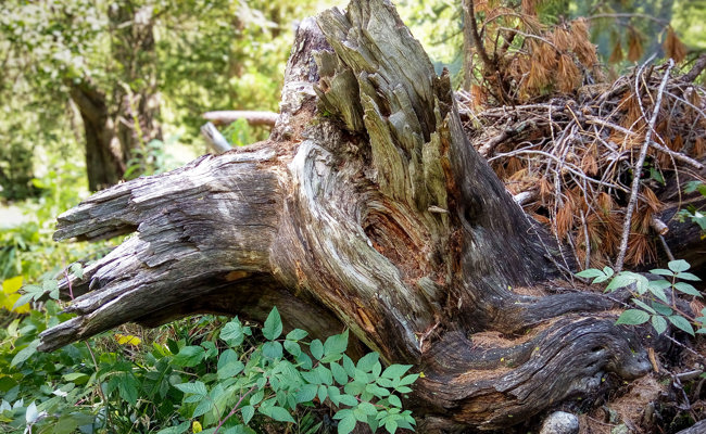 Ab in den Wald: Baumstrünke erzählen Geschichten