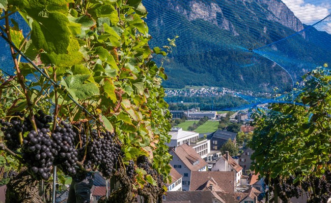 Rebleute laden zu Wanderung durch die Rebberge ein