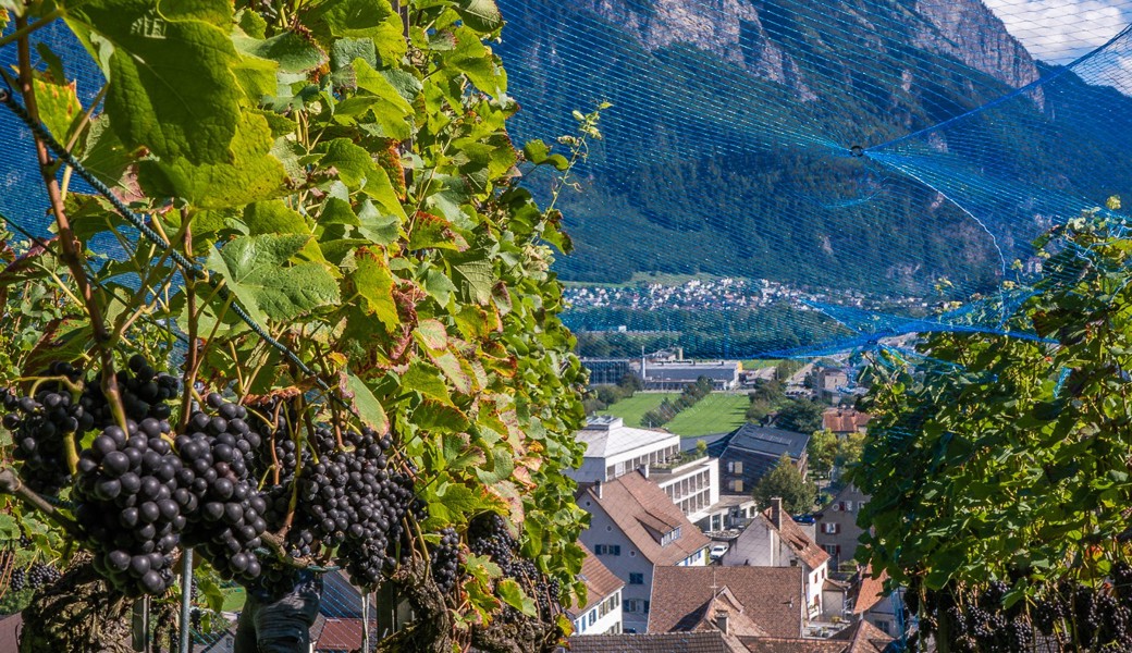 Rebleute laden zu Wanderung durch die Rebberge ein