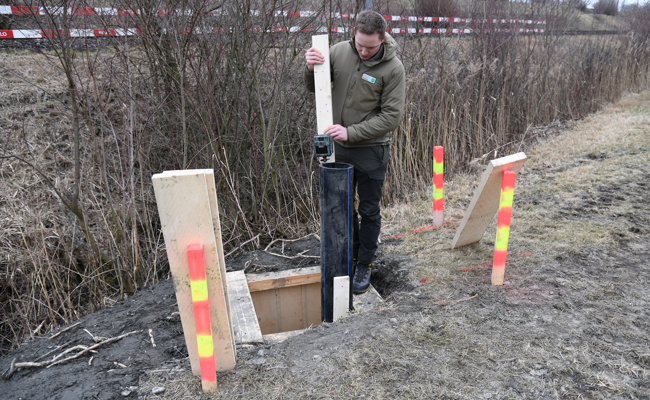 Doppelspur zwingt Biber zum Umzug