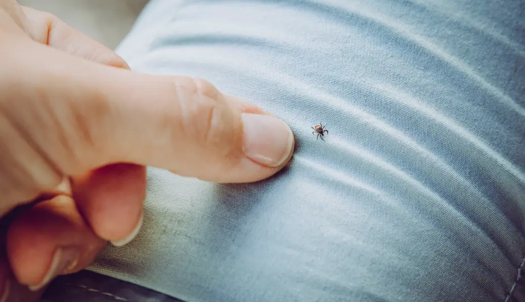 Zecken auf dem Vormarsch: Hier lauern die Gefahren