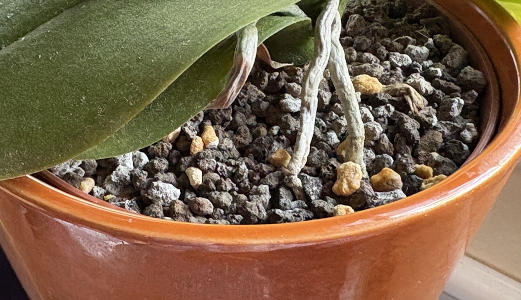 Warum Blumenerde schimmelt – und was Zimmerpflanzen jetzt brauchen