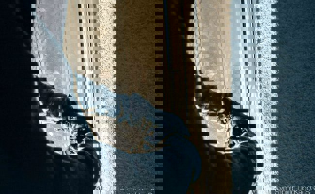 Ein nicht geschlossenes Fenster hat gereicht: Bargeld und Tresor gestohlen