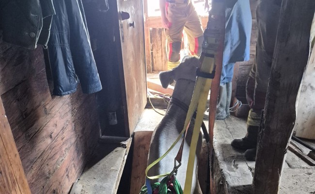 Feuerwehr rettet Kuh aus Keller