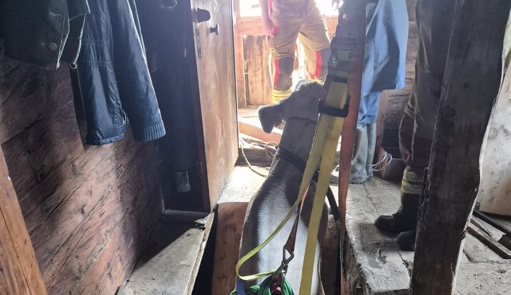 Feuerwehr rettet Kuh aus Keller